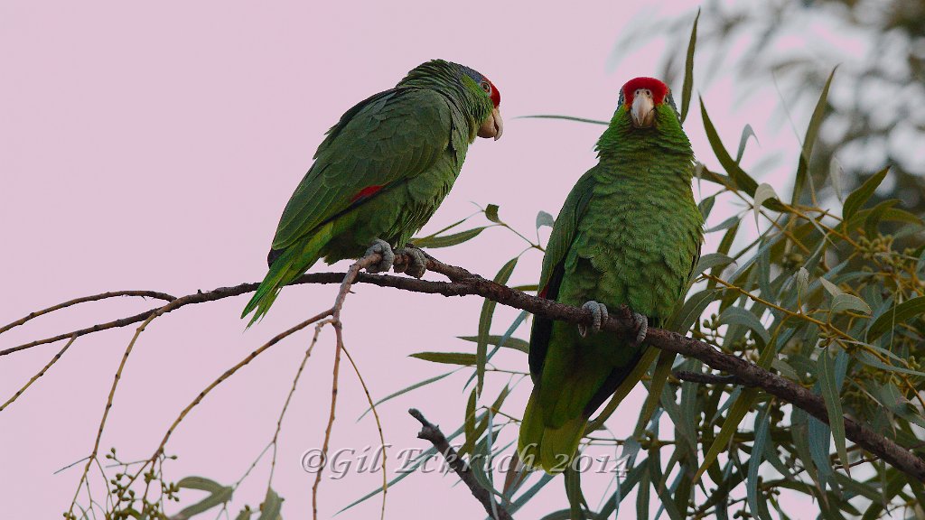 Red-crowned Parrot 2014-01-25_9.jpg